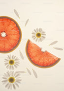 Fresh grapefruit slices with chamomile flowers on white