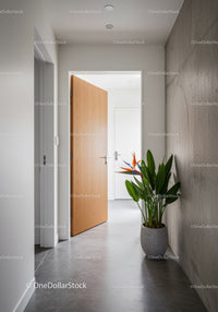 Modern Interior with Wooden Door and Green Indoor Plant