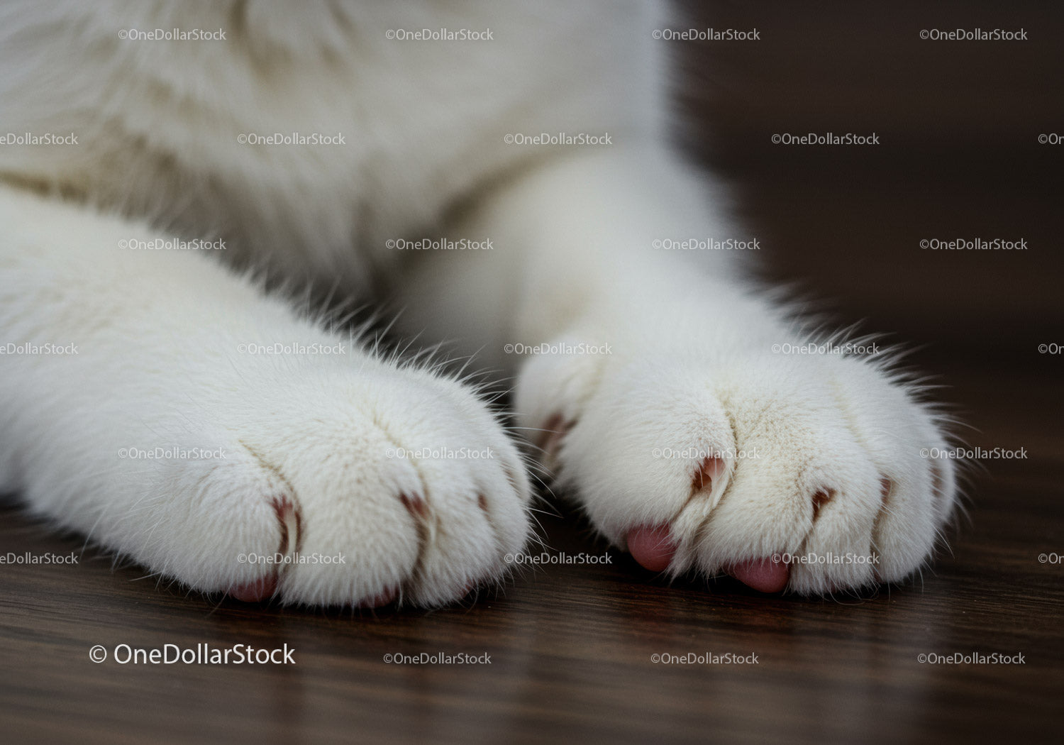 Soft white cat paws resting on wooden floor closeup