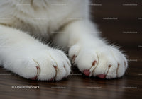Soft white cat paws resting on wooden floor closeup