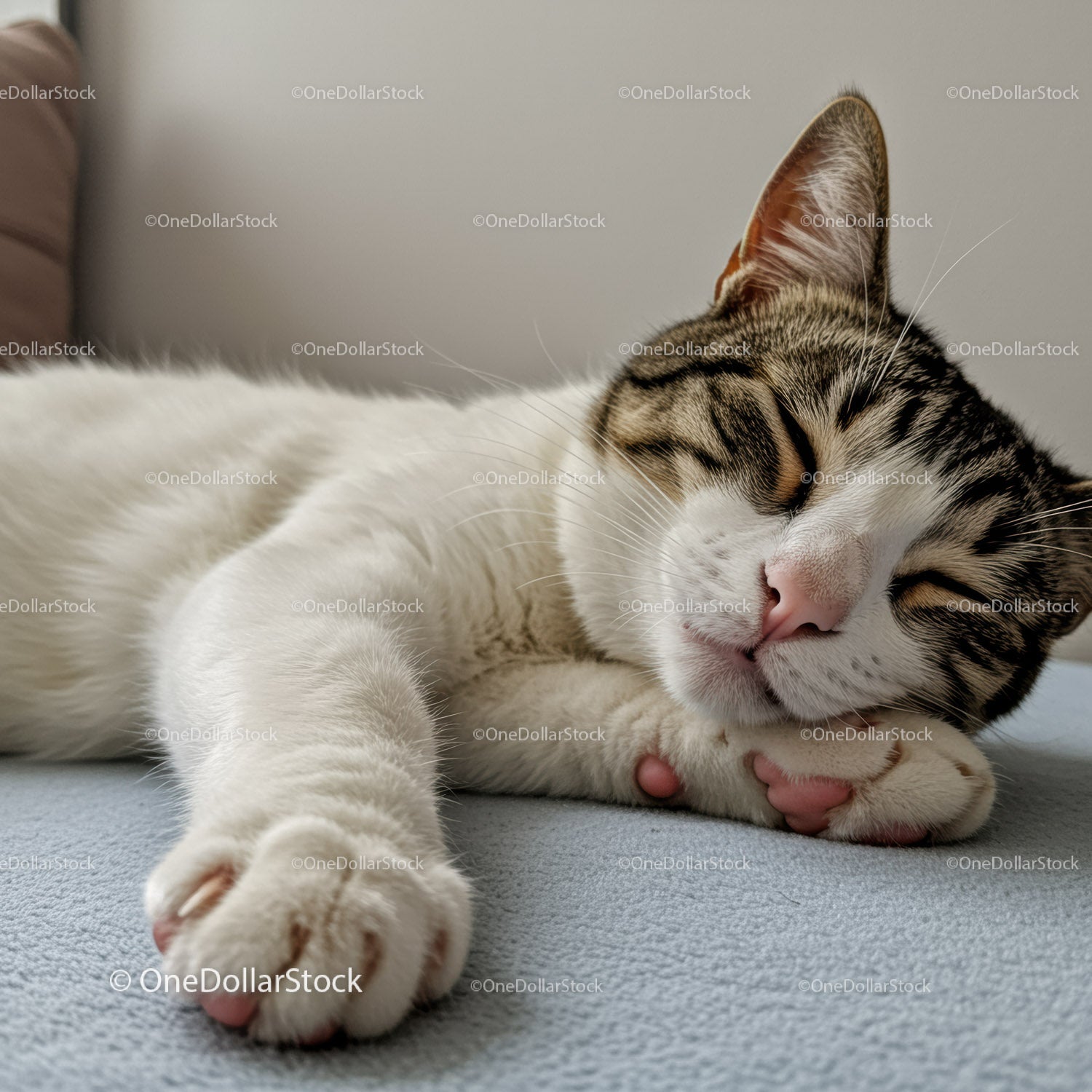 Tabby cat peacefully sleeping on soft blue blanket