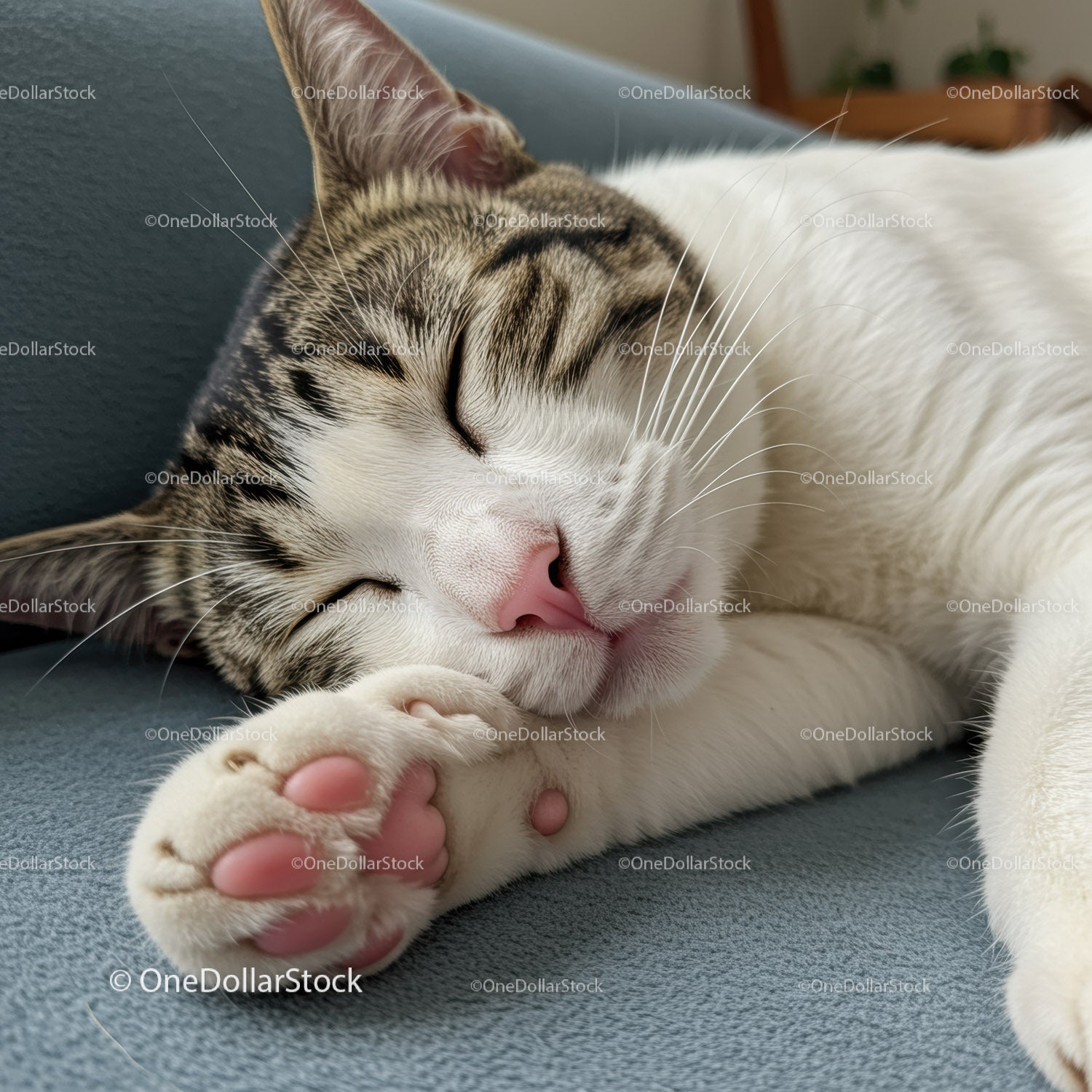 Sleeping tabby cat resting peacefully on couch