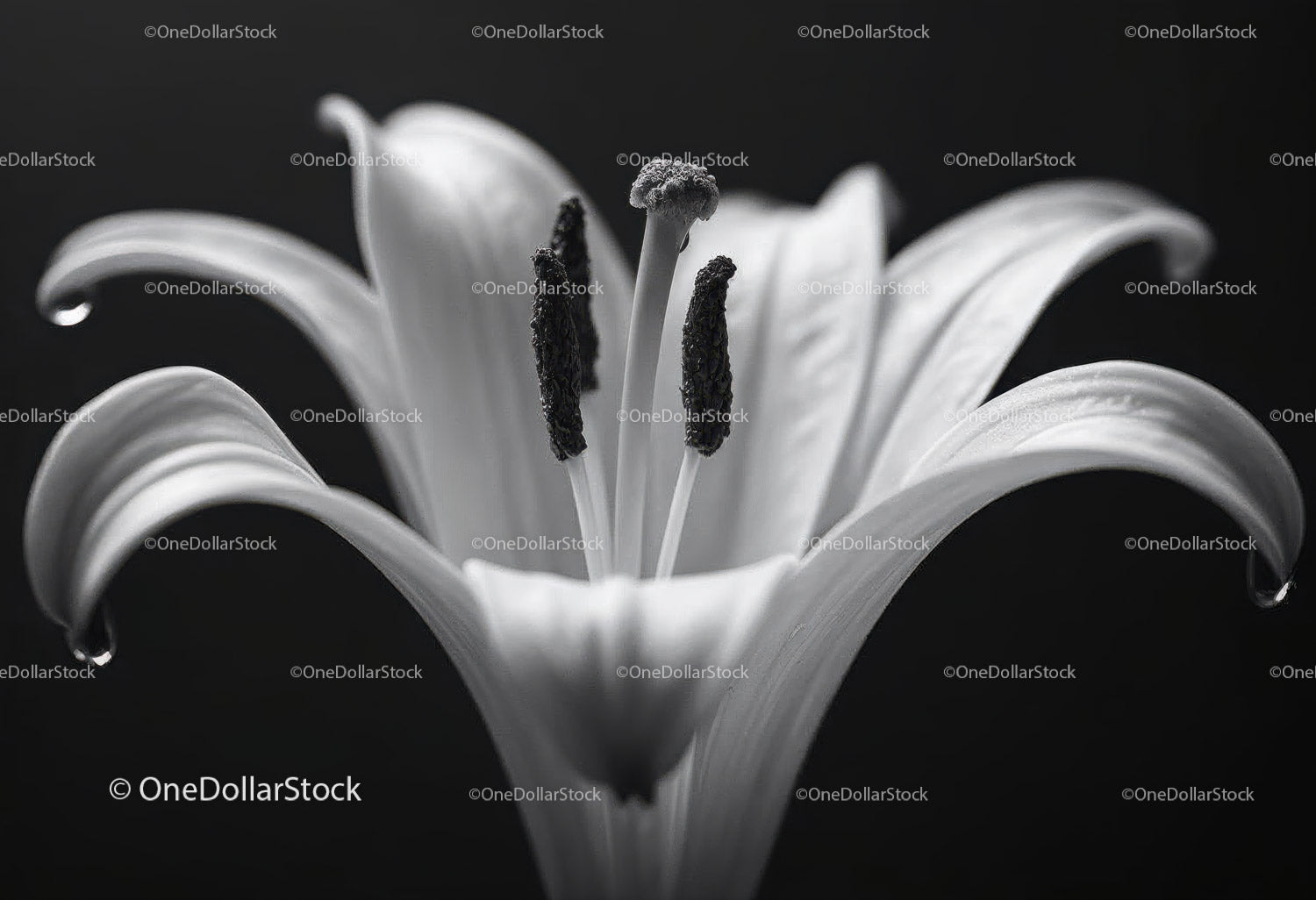 Close-Up of a White Lily with Elegant Petals on a Black Background