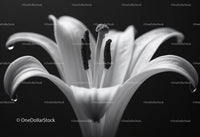 Close-Up of a White Lily with Elegant Petals on a Black Background