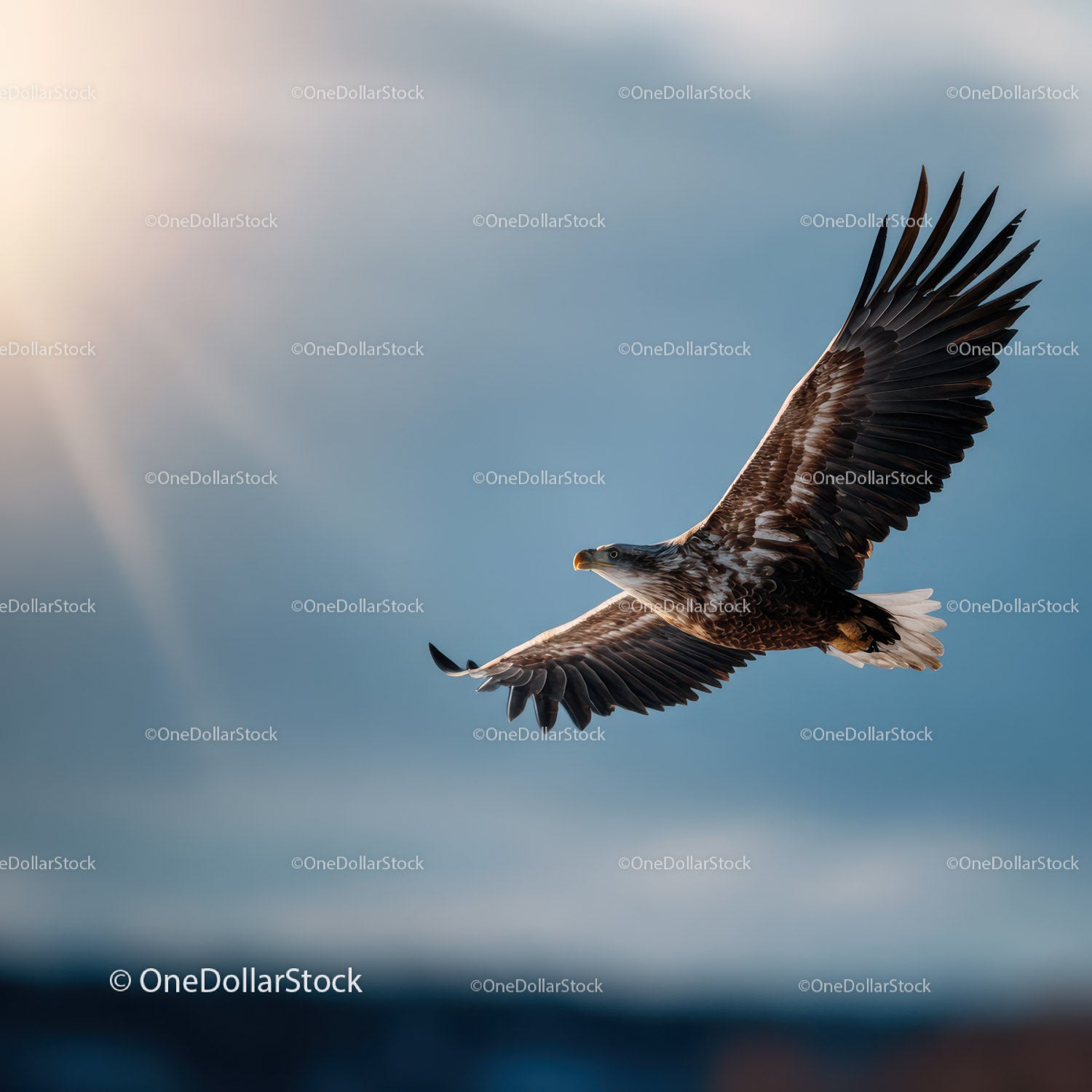 Eagle in Flight Over Open Sky Capturing Power and Grace