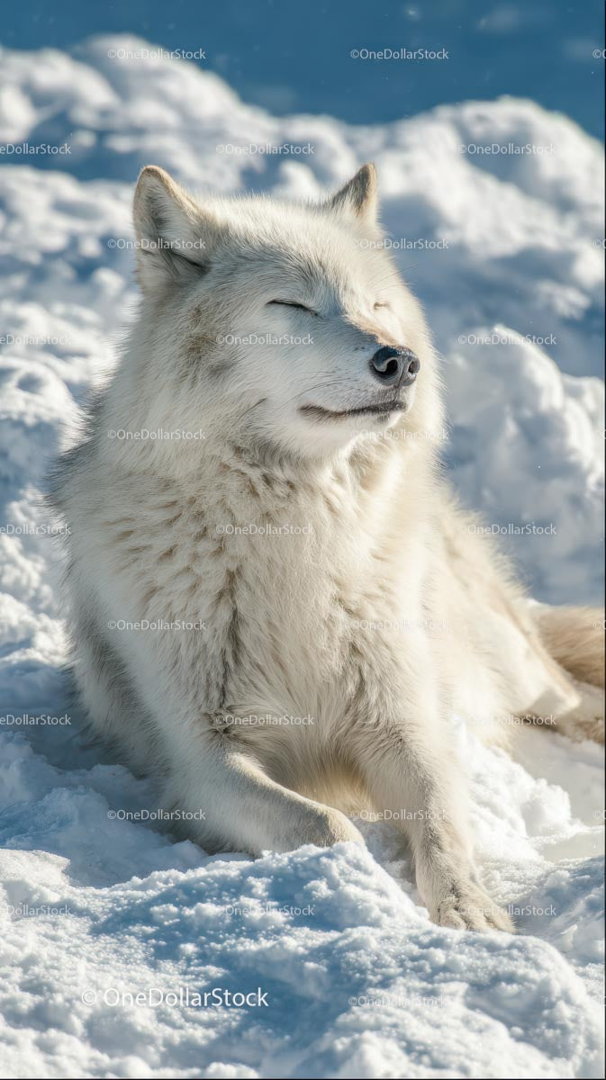 Majestic Arctic Fox Relaxing in a Snowy Landscape