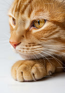 Close up of a curious orange cat's face and paw