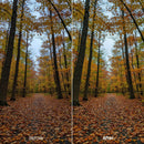 Before and after Sunlit Forest Autumn Hues Lightroom preset edit