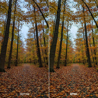 Before and after Sunlit Forest Autumn Hues Lightroom preset edit