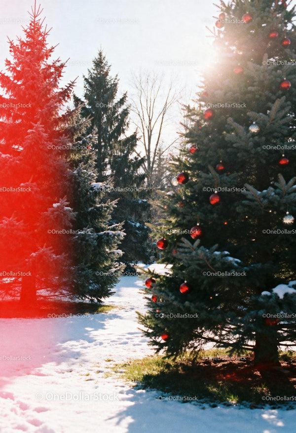 Sunny winter Christmas tree with red ornaments
