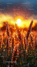 Golden Wheat Stalks with Dew Drops during Sunrise in a Rural Landscape