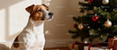 Jack Russell Terrier Sitting Near Decorated Christmas Tree
