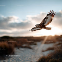 Bird in Flight Over Nature with Dramatic Sky and Cloudscape