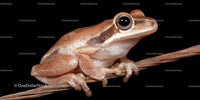 Close-Up of a Small Brown Frog Resting on a Branch