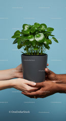 Hands holding green potted plant against blue background