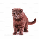 Playful Grey Tabby Cat in a Dynamic Pose with Striped Fur