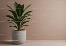 Indoor Green Ficus Plant in Ceramic Pot for Modern Home Decor