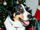 Happy dog with Christmas tree and gifts background