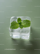 Fresh mint leaf frozen inside clear ice cube