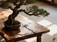 Bonsai tree with textured wooden table in soft light