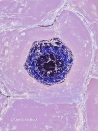 Microscopic View of Plant Cell Structure with Vascular Bundle