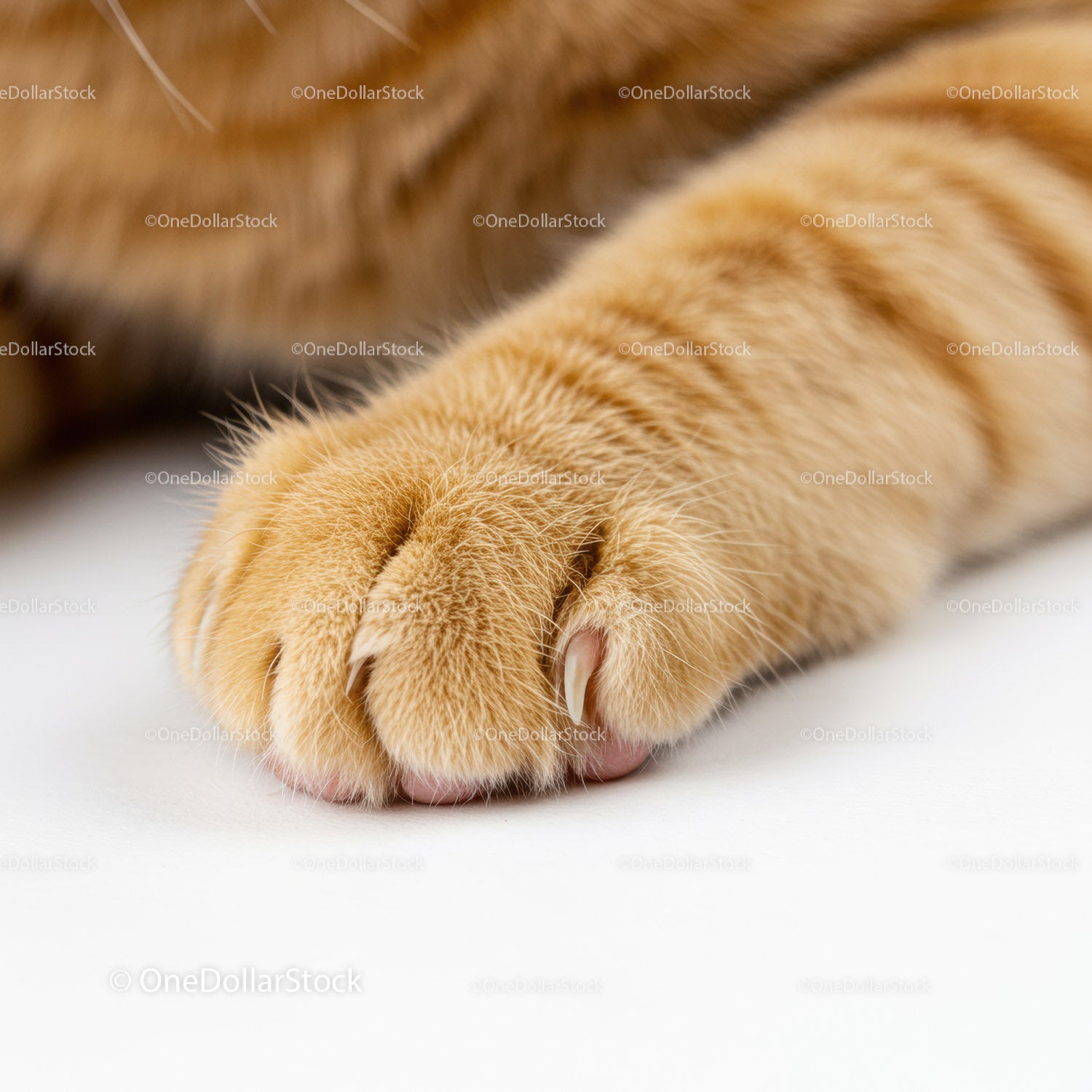 Close up of a relaxed ginger cat paw with claws