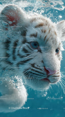 White Tiger Swimming in Water with Blue Eye Contact