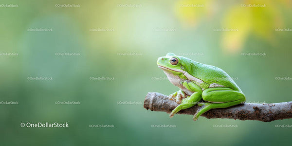Vibrant Green Tree Frog Perched on Branch in Natural Habitat