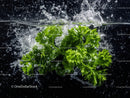 Fresh Green Parsley with Water Splash in a Dynamic Scene