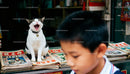 Playful cat yawning on vintage magazine stand with boy nearby