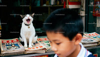 Playful cat yawning on vintage magazine stand with boy nearby