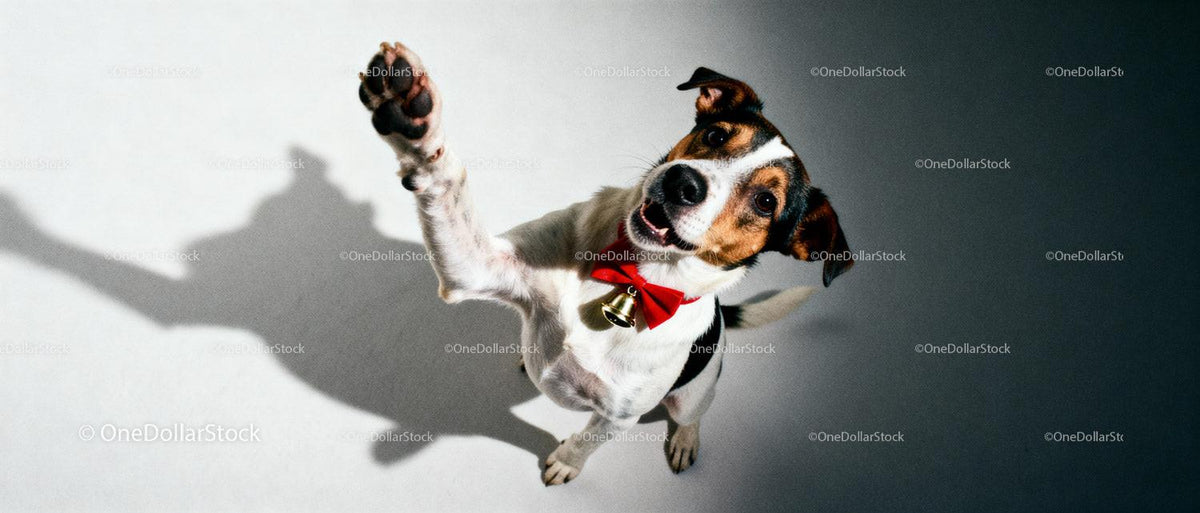 Happy dog wearing red bow tie reaching paw upwards