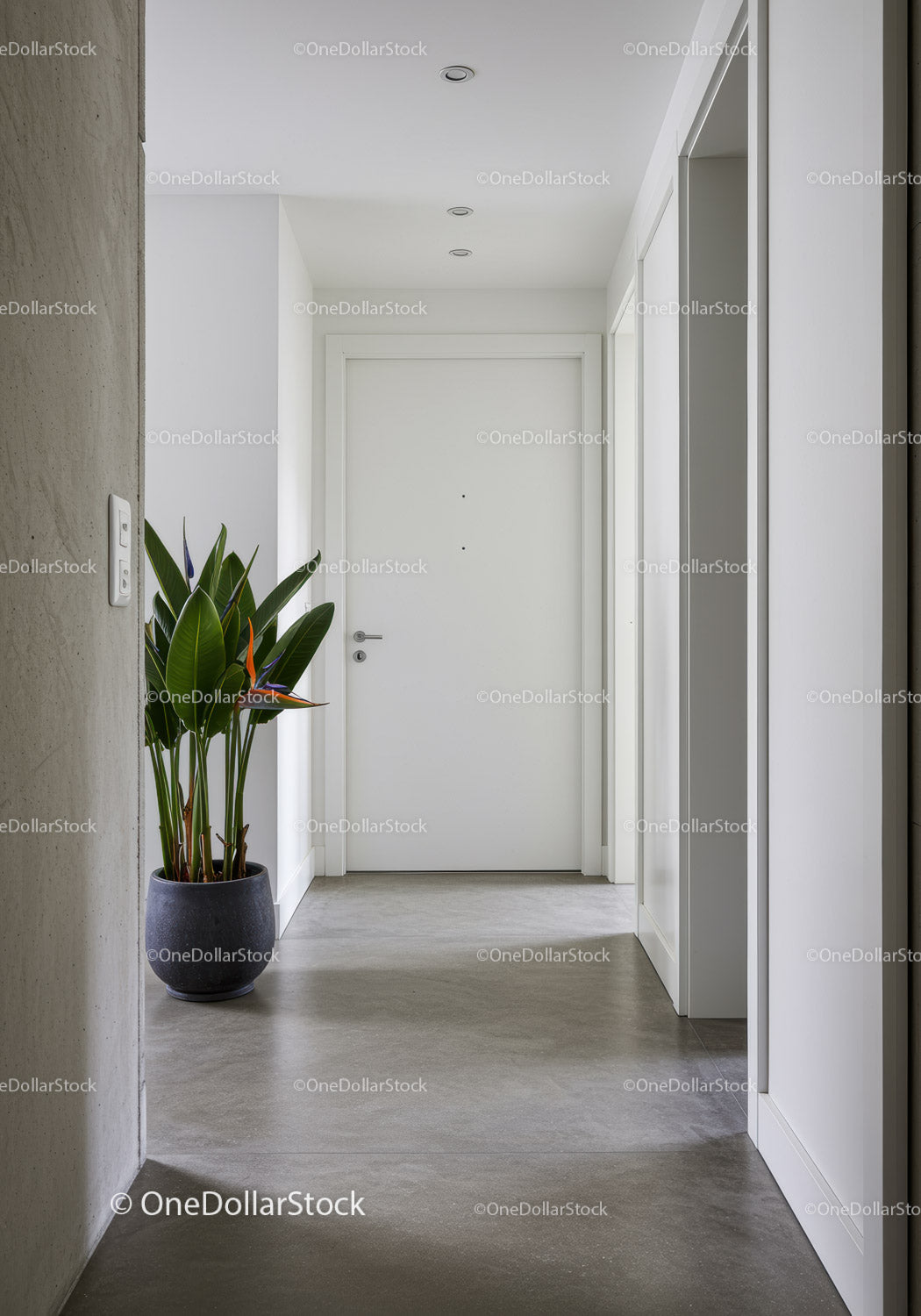 Modern minimalist home entrance with green plant and sleek white door