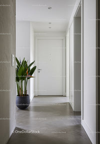 Modern minimalist home entrance with green plant and sleek white door