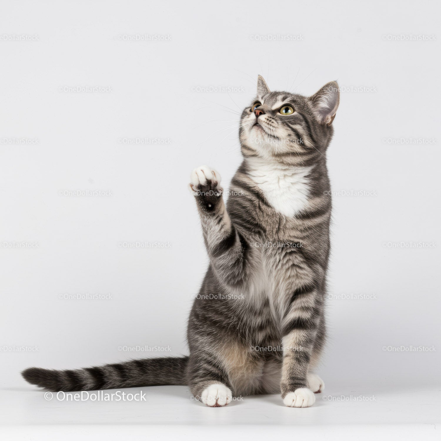 Playful tabby cat raising paw on white background