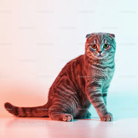 Playful Grey Tabby Cat in a Dynamic Pose with Striped Fur