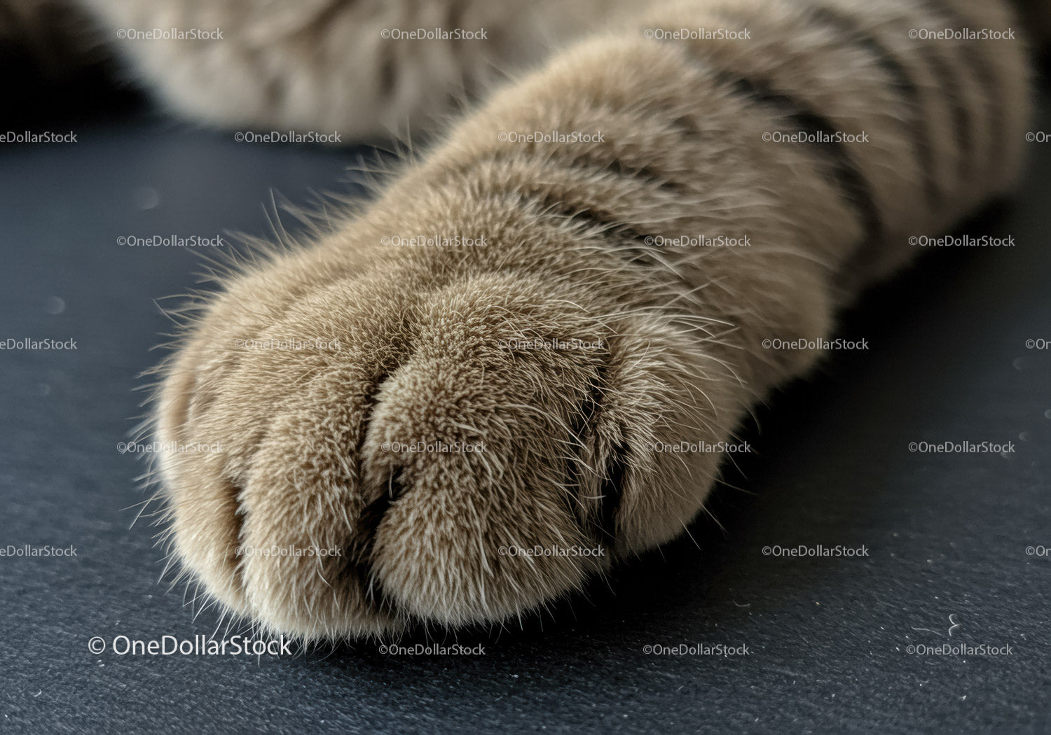 Close up of soft cat paw resting on dark surface