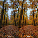 Sunlit Forest Autumn Hues XMP presets color grading preview