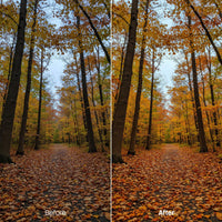 Sunlit Forest Autumn Hues XMP presets color grading preview