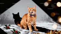 Orange Tabby Cat Wearing Festive Bow Tie Sitting Indoors