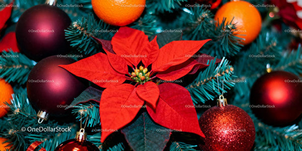 Festive red poinsettia with Christmas baubles on tree
