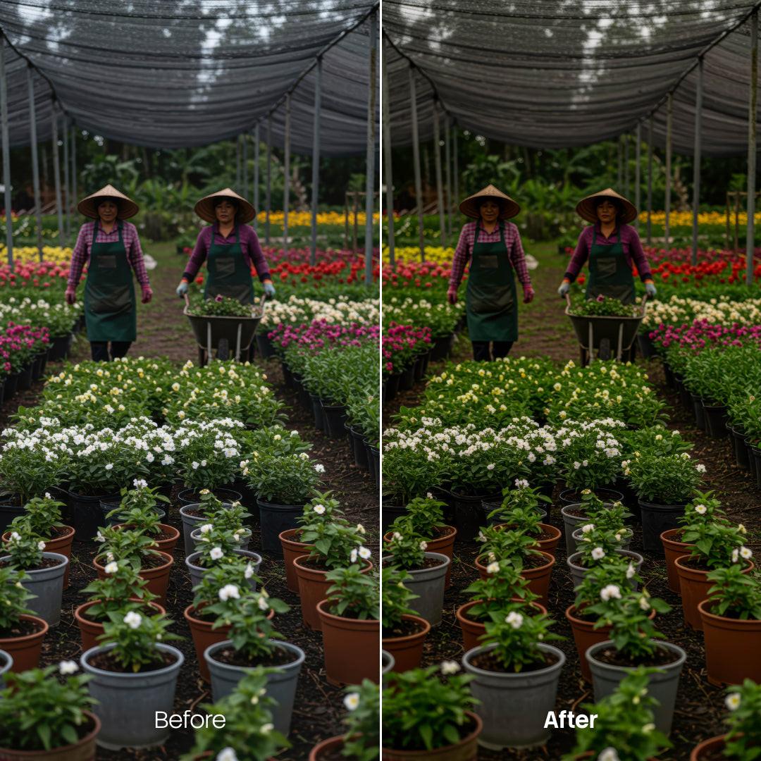Before and after Botanics Lightroom preset edit