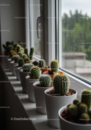 Collection of Green Cacti and Succulents on Windowsill in Modern Home