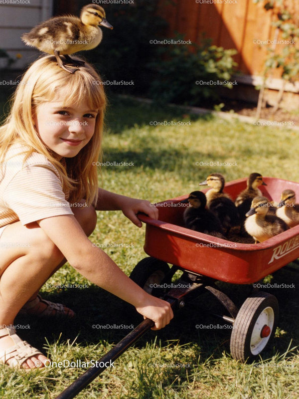 Young girl playing with ducklings in red wagon