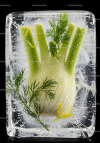 Fresh fennel bulb with herbs frozen in ice block