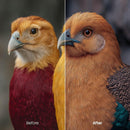 Retro Color Fade Night Presets (10 XMP files)