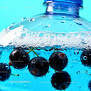 Fresh blackcurrants bubbling in sparkling water bottle