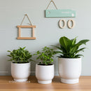 Lush Indoor Houseplants in White Pots for Modern Home Decor