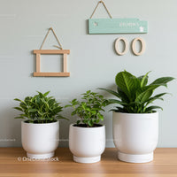Lush Indoor Houseplants in White Pots for Modern Home Decor