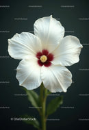Elegant White Peony Bloom with Vibrant Orange Stamens